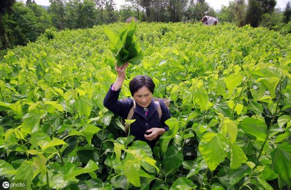 桑树怎样育苗最好_https://www.86362.com_花卉_第7张