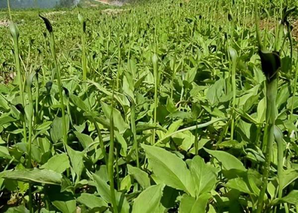 半夏种植时间和技术如何_https://www.86362.com_花卉_第1张