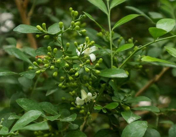 九里香盆栽植物怎么养_https://www.86362.com_花卉_第2张