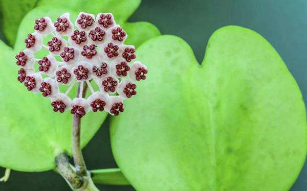 心叶球兰什么时候开花_https://www.86362.com_花卉_第8张