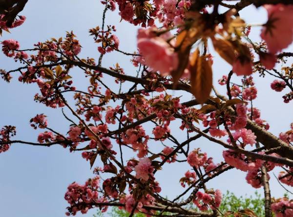 樱花树种植生长条件_https://www.86362.com_花卉_第2张