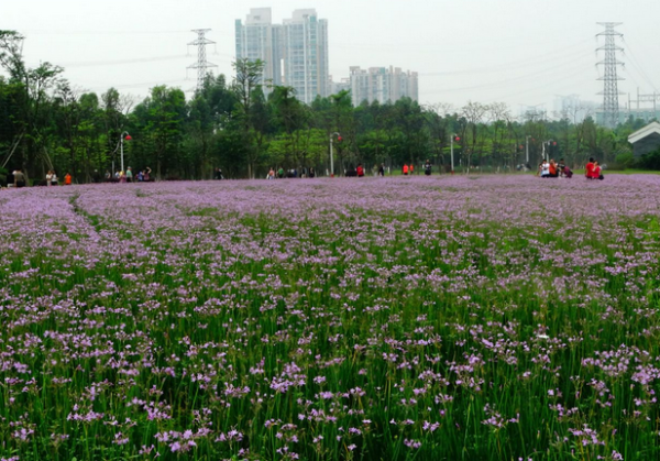 紫娇花的种植方法是什么_https://www.86362.com_花卉_第5张