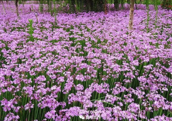 紫娇花的种植方法是什么_https://www.86362.com_花卉_第7张