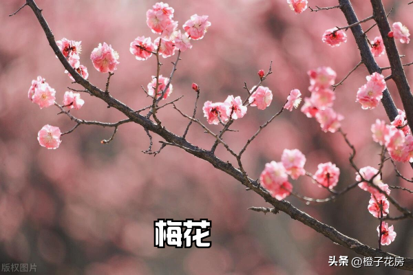 春天开的花都有哪些_https://www.86362.com_花卉_第1张