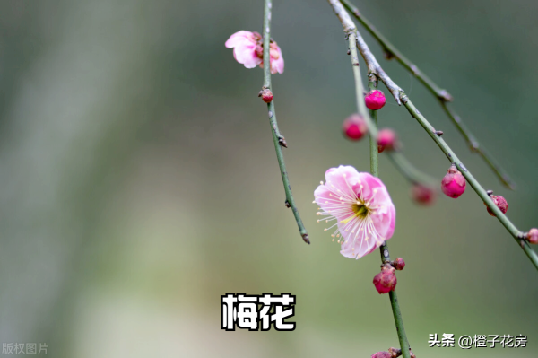 春天开的花都有哪些_https://www.86362.com_花卉_第2张