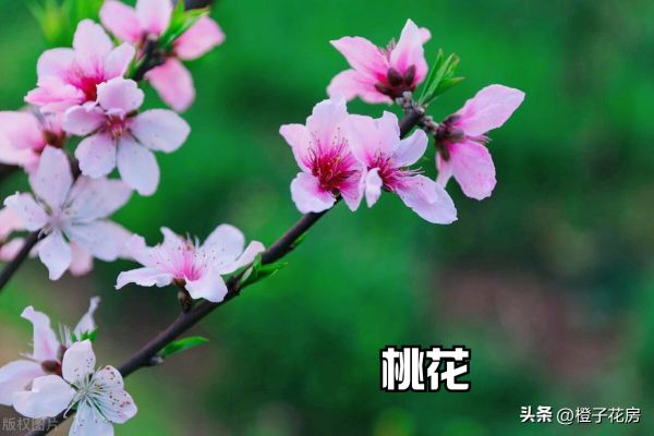 春天开的花都有哪些_https://www.86362.com_花卉_第3张