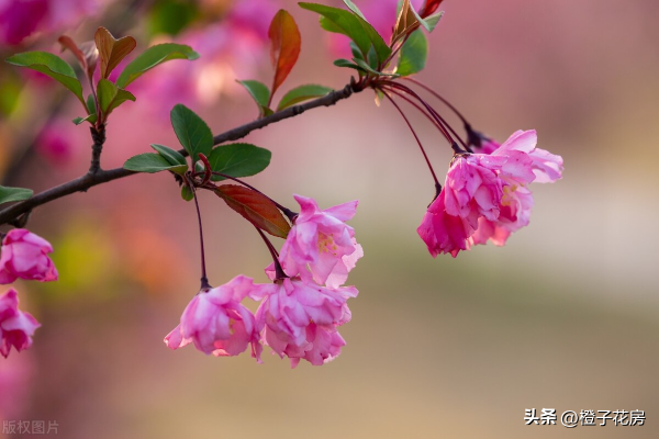 春天开的花都有哪些_https://www.86362.com_花卉_第6张