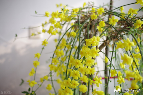 春天开的花都有哪些_https://www.86362.com_花卉_第10张