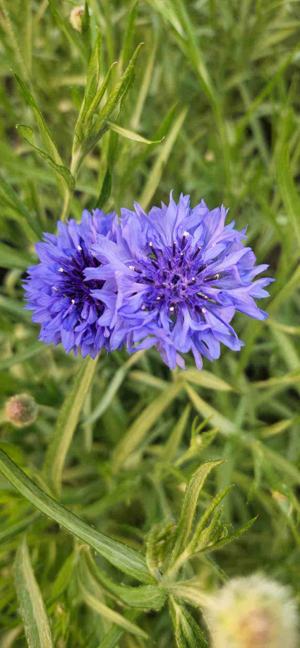 矢车菊什么时候开花_https://www.86362.com_花卉_第1张