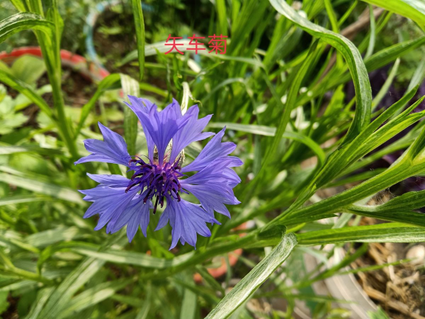 矢车菊什么时候开花_https://www.86362.com_花卉_第2张