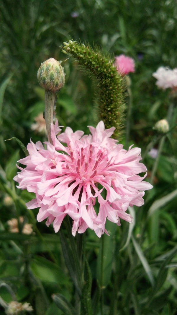 矢车菊什么时候开花_https://www.86362.com_花卉_第7张