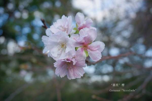 樱花什么时候开的最旺盛_https://www.86362.com_花卉_第3张