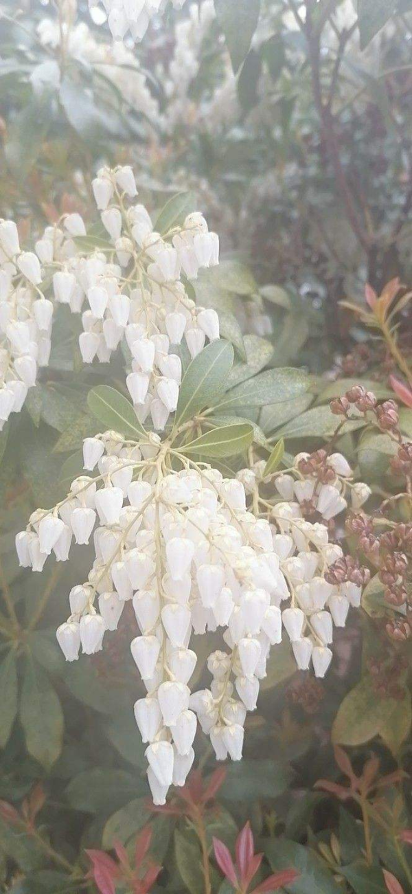 泡泡花是一种什么花_https://www.86362.com_花卉_第6张