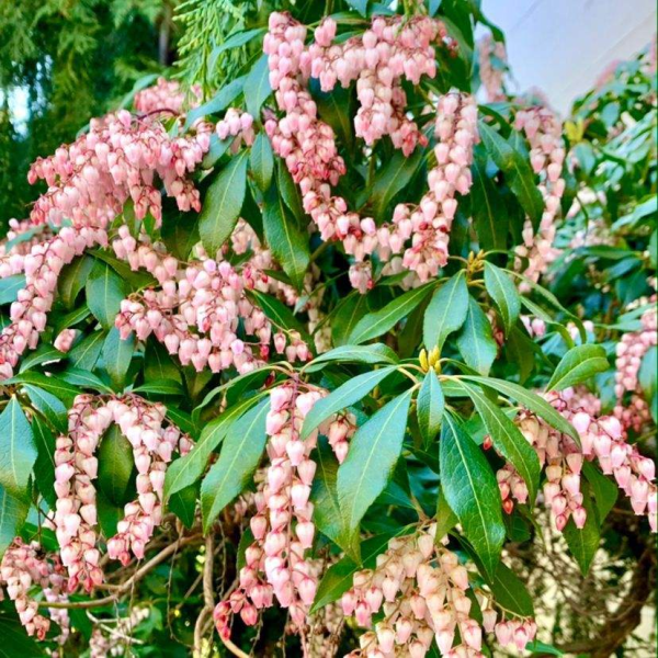 泡泡花是一种什么花_https://www.86362.com_花卉_第7张