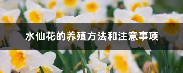 水仙花怎么养最好