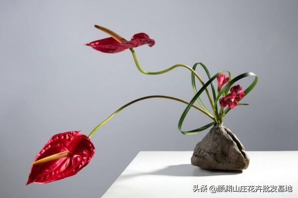 新手怎么学插花_https://www.86362.com_花卉_第3张