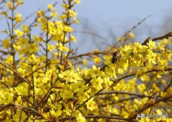 迎春花代表着什么_https://www.86362.com_花卉_第3张