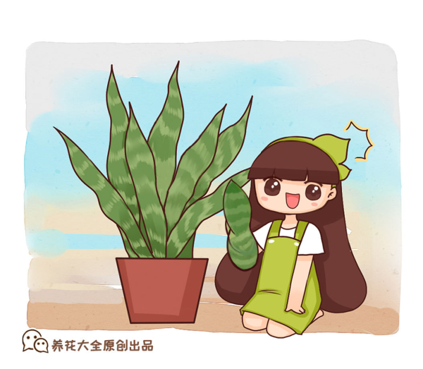 虎皮兰要怎么养_https://www.86362.com_花卉_第1张