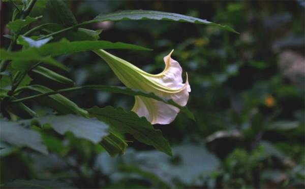 曼陀罗花代表什么意思_https://www.86362.com_花语_第5张