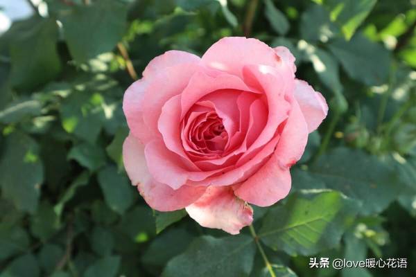 月季花语和寓意_https://www.86362.com_花语_第6张