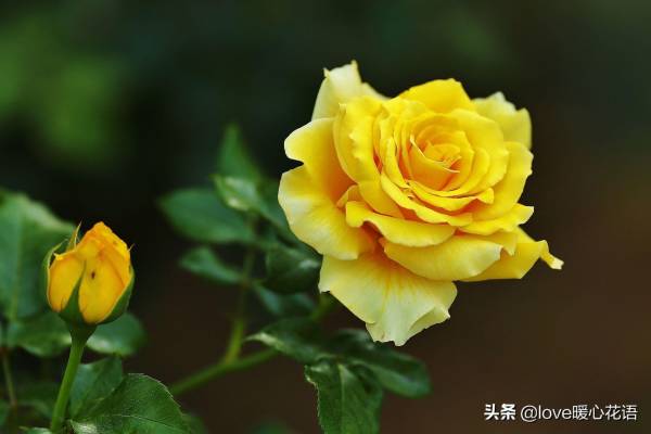 月季花语和寓意_https://www.86362.com_花语_第10张