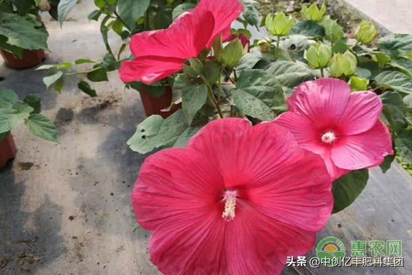 芙蓉花的寓意象征意义是什么_https://www.86362.com_花语_第3张