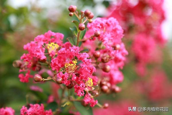 百日红长什么样子_https://www.86362.com_花卉_第1张