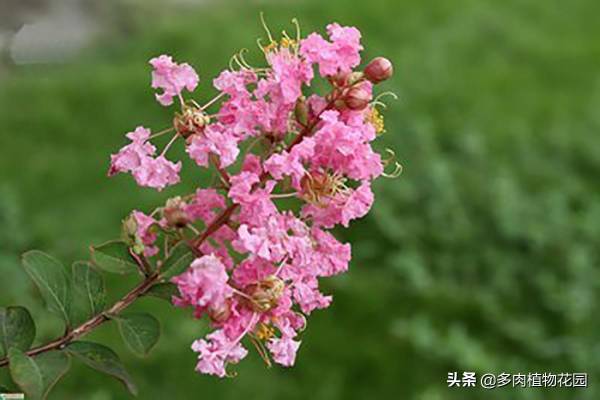 百日红长什么样子_https://www.86362.com_花卉_第3张