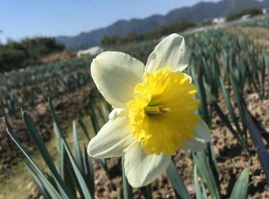 水仙花的花语以及象征_https://www.86362.com_花语_第2张