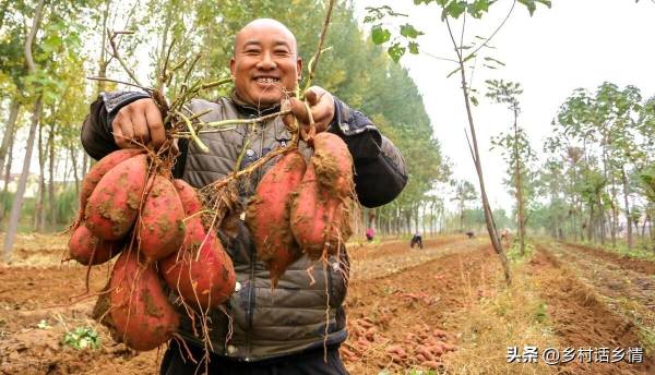 红薯什么时候种植最好_https://www.86362.com_花卉_第2张