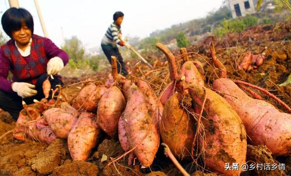 红薯什么时候种植最好_https://www.86362.com_花卉_第5张