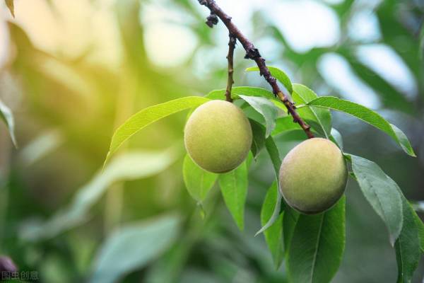 桃树的种植方法和管理_https://www.86362.com_花卉_第2张