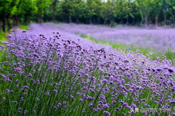 马鞭草什么时候播种最好_https://www.86362.com_花卉_第4张