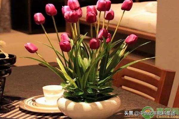 郁金香什么季节开_https://www.86362.com_花卉_第3张