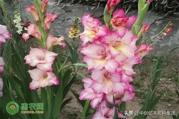 兰花什么时候开的什么季节_https://www.86362.com_花卉_第2张