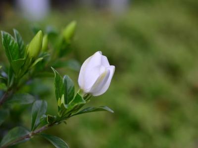 栀子花几月份换盆最好_https://www.86362.com_花卉_第2张