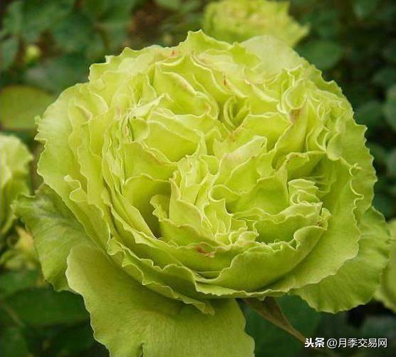 月季花的颜色是什么样的_https://www.86362.com_花卉_第6张