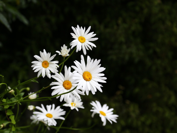 香槟洋甘菊花语是什么_https://www.86362.com_花语_第1张