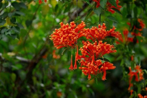 炮仗花是常绿植物吗_https://www.86362.com_花卉_第6张