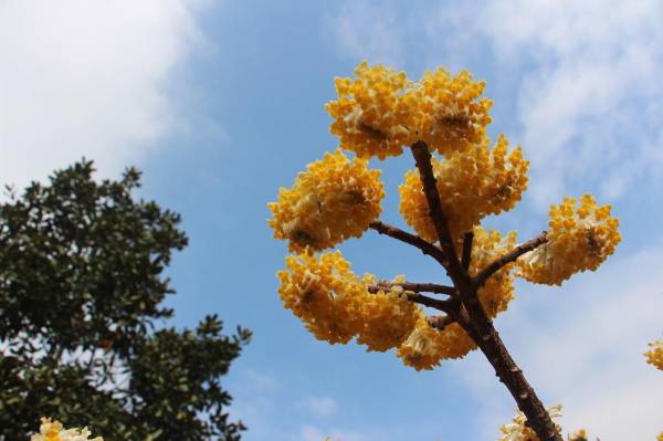 结香花夏天怎么度过_https://www.86362.com_花卉_第2张