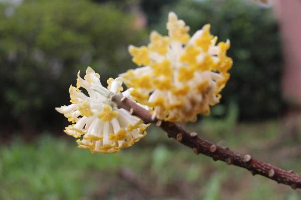 结香花夏天怎么度过_https://www.86362.com_花卉_第3张