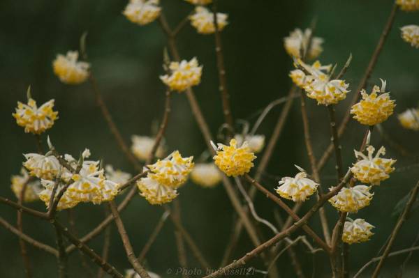 结香花夏天怎么度过_https://www.86362.com_花卉_第7张