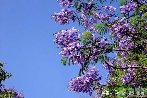 蓝花楹怎么种植_https://www.86362.com_花卉_第2张