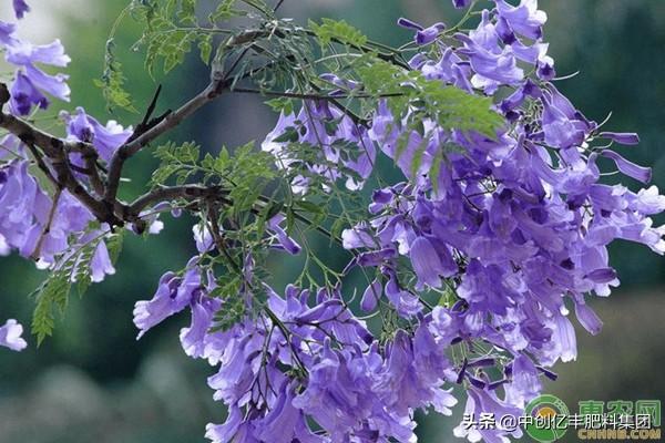 蓝花楹怎么种植_https://www.86362.com_花卉_第3张