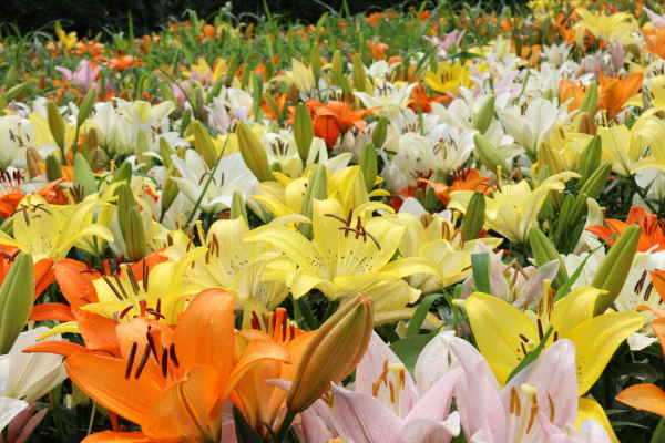 一朵百合花的花语是什么_https://www.86362.com_花语_第1张