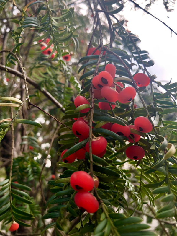 红豆杉树怎么种好_https://www.86362.com_花卉_第1张