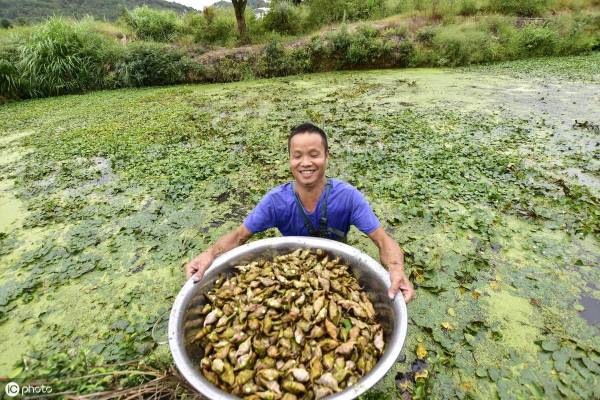 菱角如何种植_https://www.86362.com_花卉_第3张