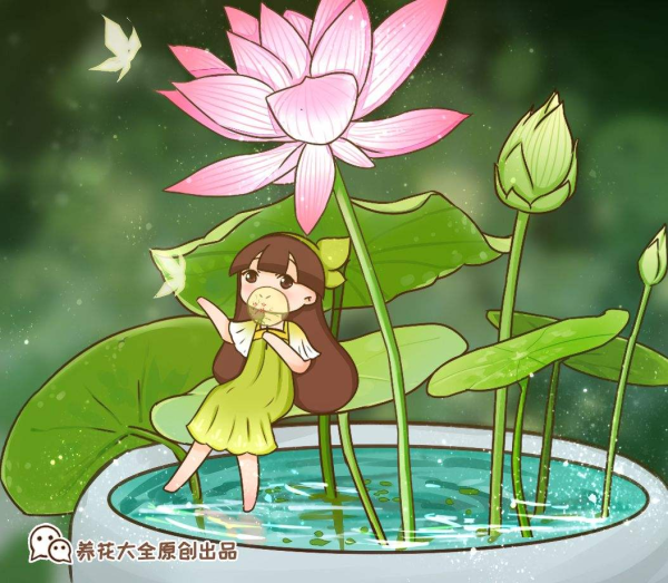 碗莲怎么种植方法