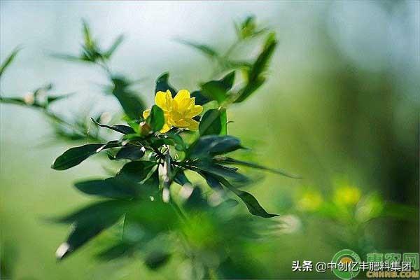 迎春花在几月开放_https://www.86362.com_花卉_第1张