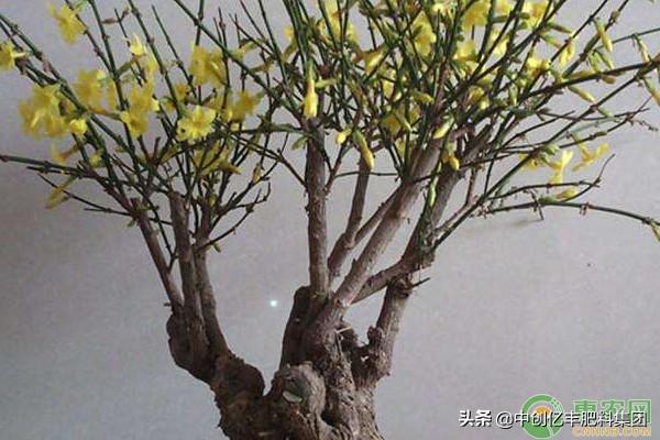 迎春花在几月开放_https://www.86362.com_花卉_第3张